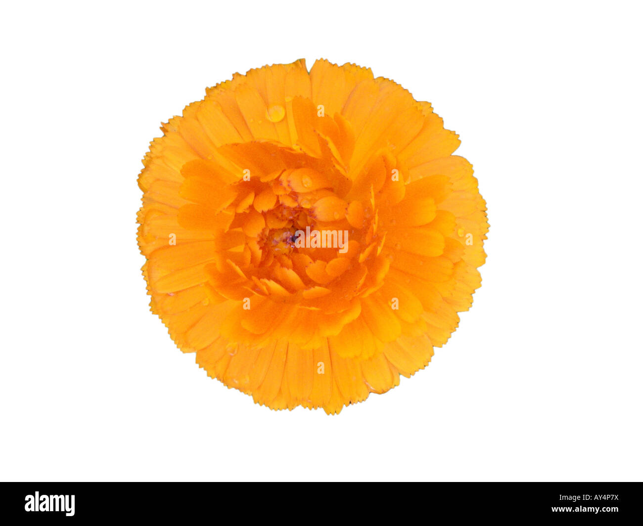 Marigold Jaune Orange Fleur Fleur Banque D'Images