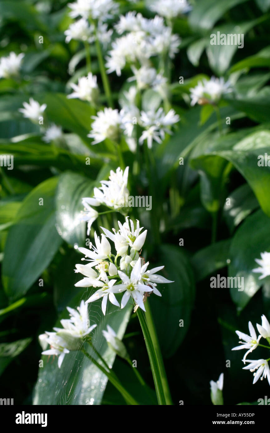 L'Allium ursinum RAMSONS OU AIL SAUVAGE FORME UN TAPIS DENSE SUR UN PLANCHER DE BOIS DANS LE DEVON Banque D'Images