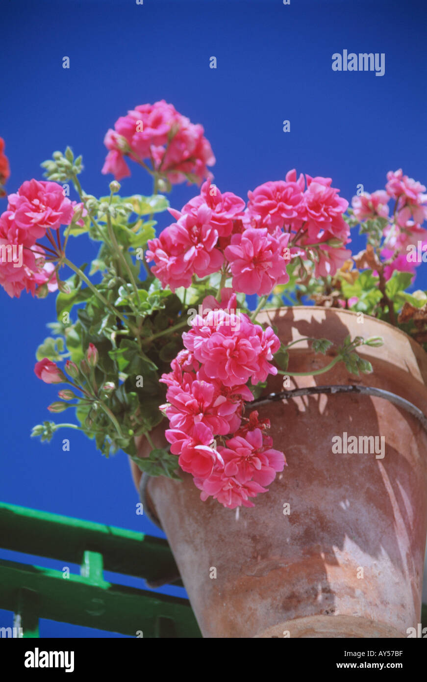 Géranium rose en pot en terre cuite ciel bleu andalousie espagne Banque D'Images