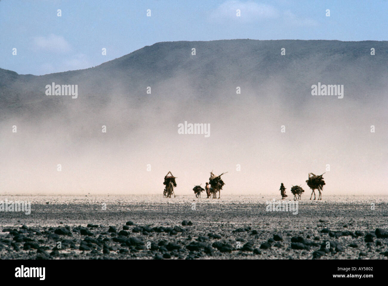 À Djibouti une famille avec des chameaux dans une plaine poussiéreuse produit Banque D'Images