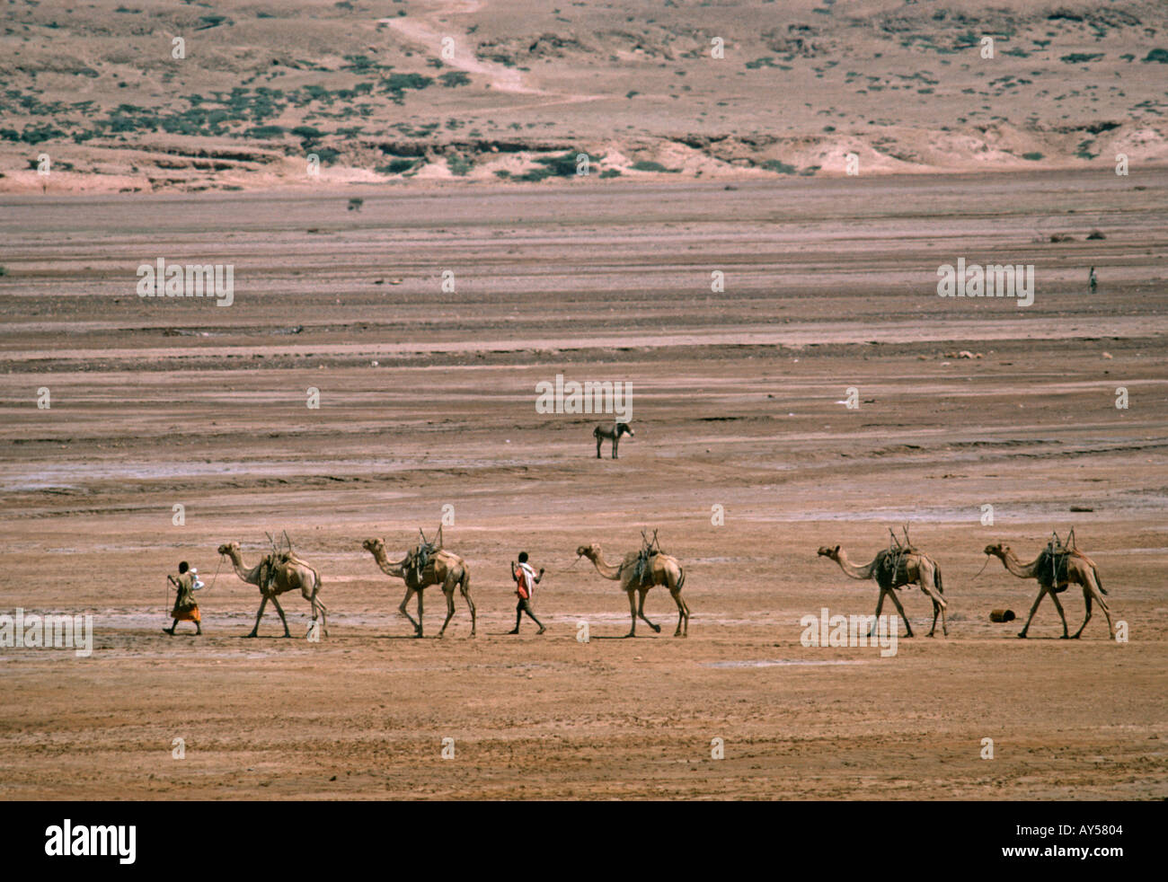 À Djibouti une famille avec des chameaux produit à travers un paysage désertique Banque D'Images