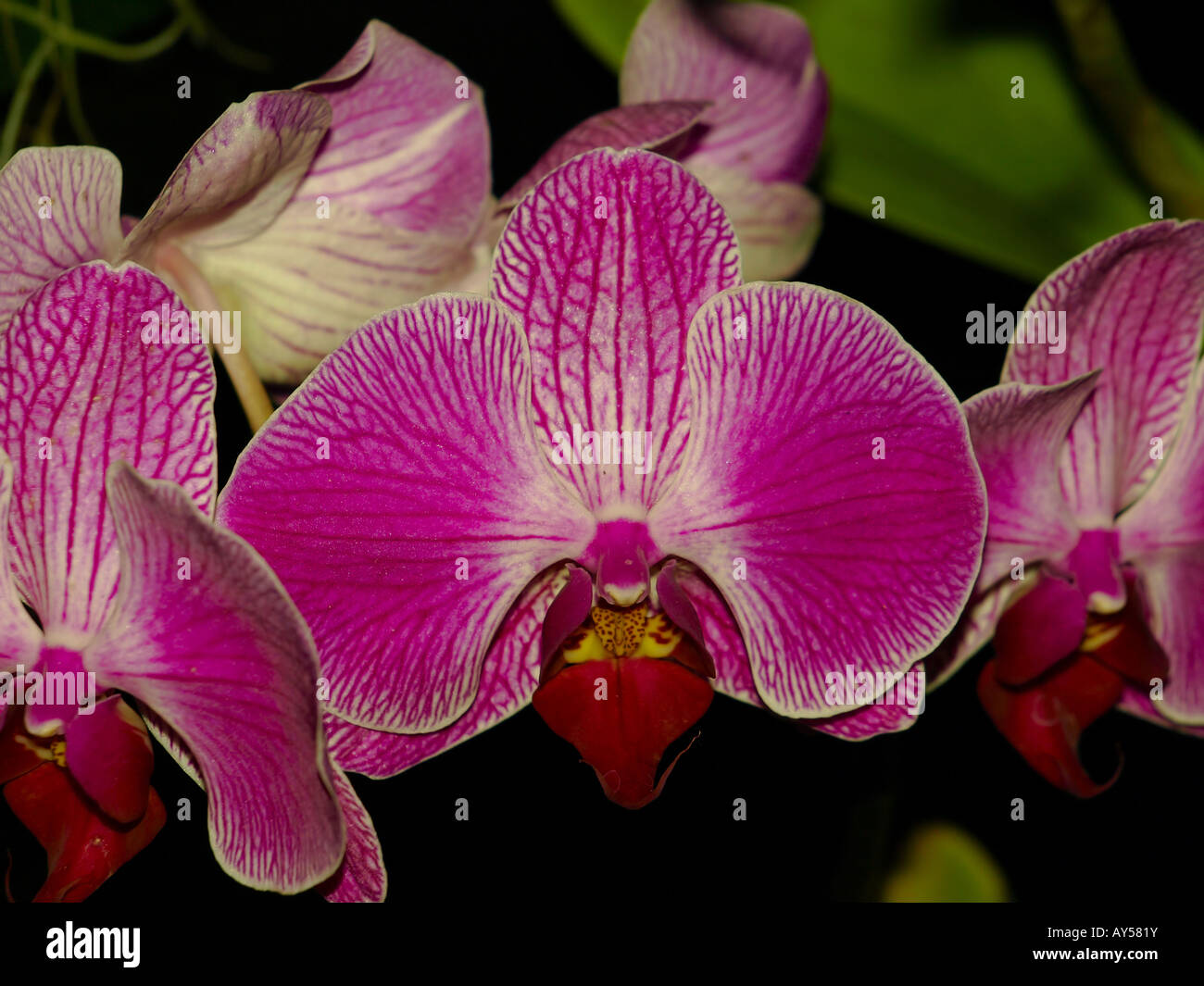 Orchidée Fleur Rose Plantes Exotiques Tropicales Hawaii
