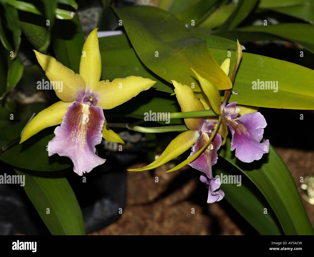 Orchidée Fleur Jaune Marron Vert Plantes Exotiques