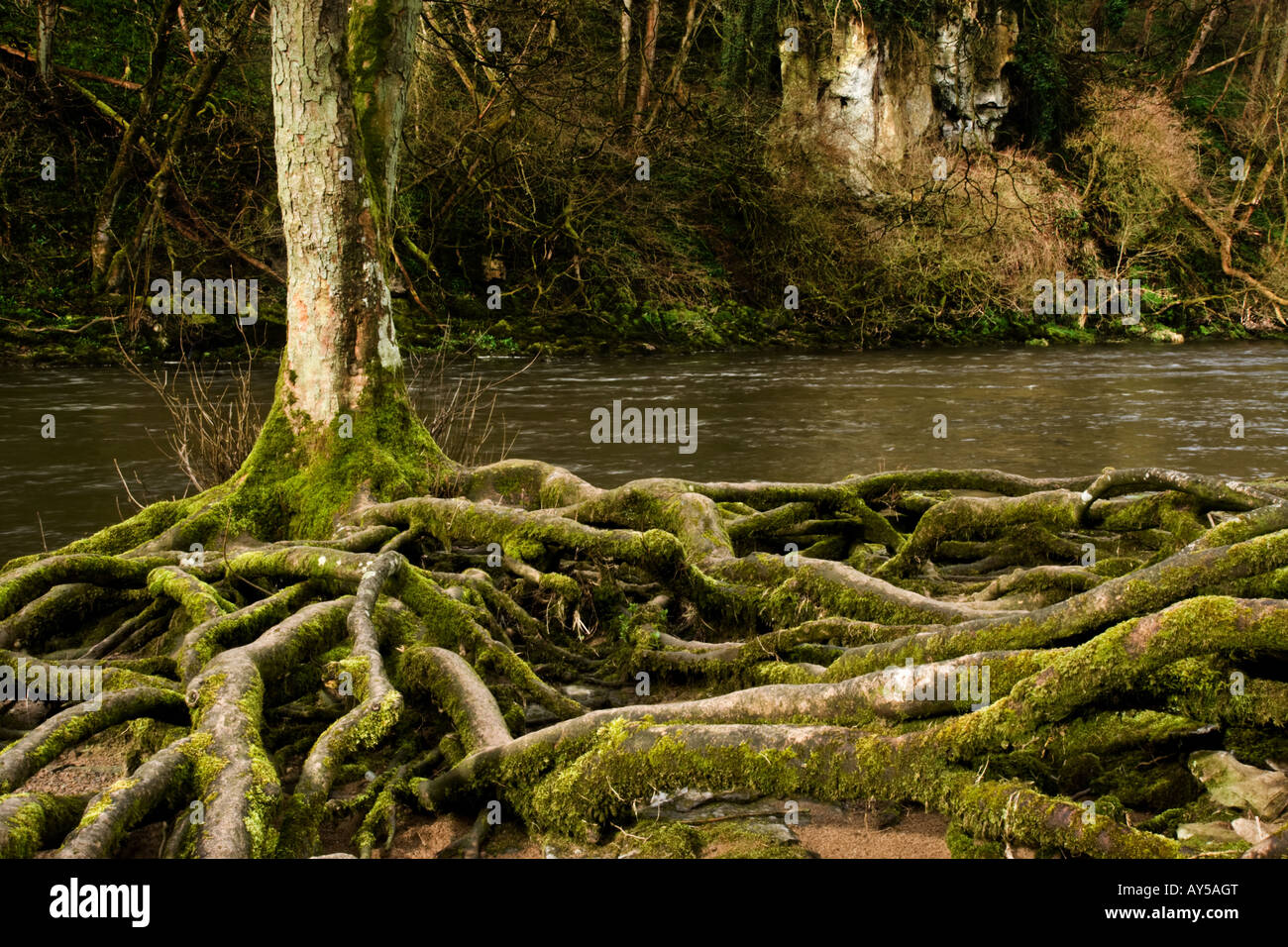 Les racines des arbres à nu par l'érosion du fleuve sur les rives de la Rivière Ure à Aysgarth dans Wensleydale, Yorkshire du Nord. Banque D'Images