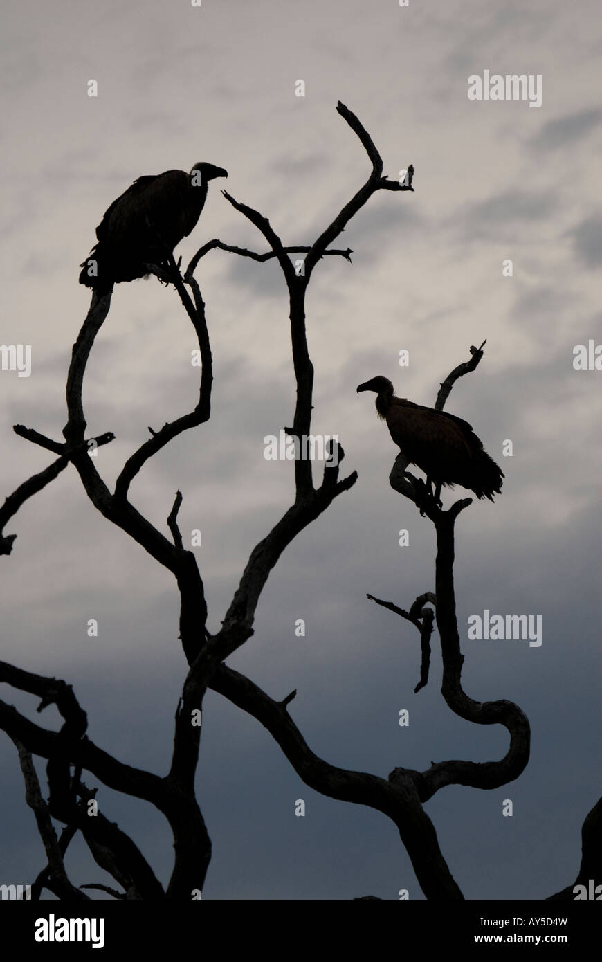 Une silouette de vautours adossés blanc sur un arbre contre le ciel d'Afrique Banque D'Images