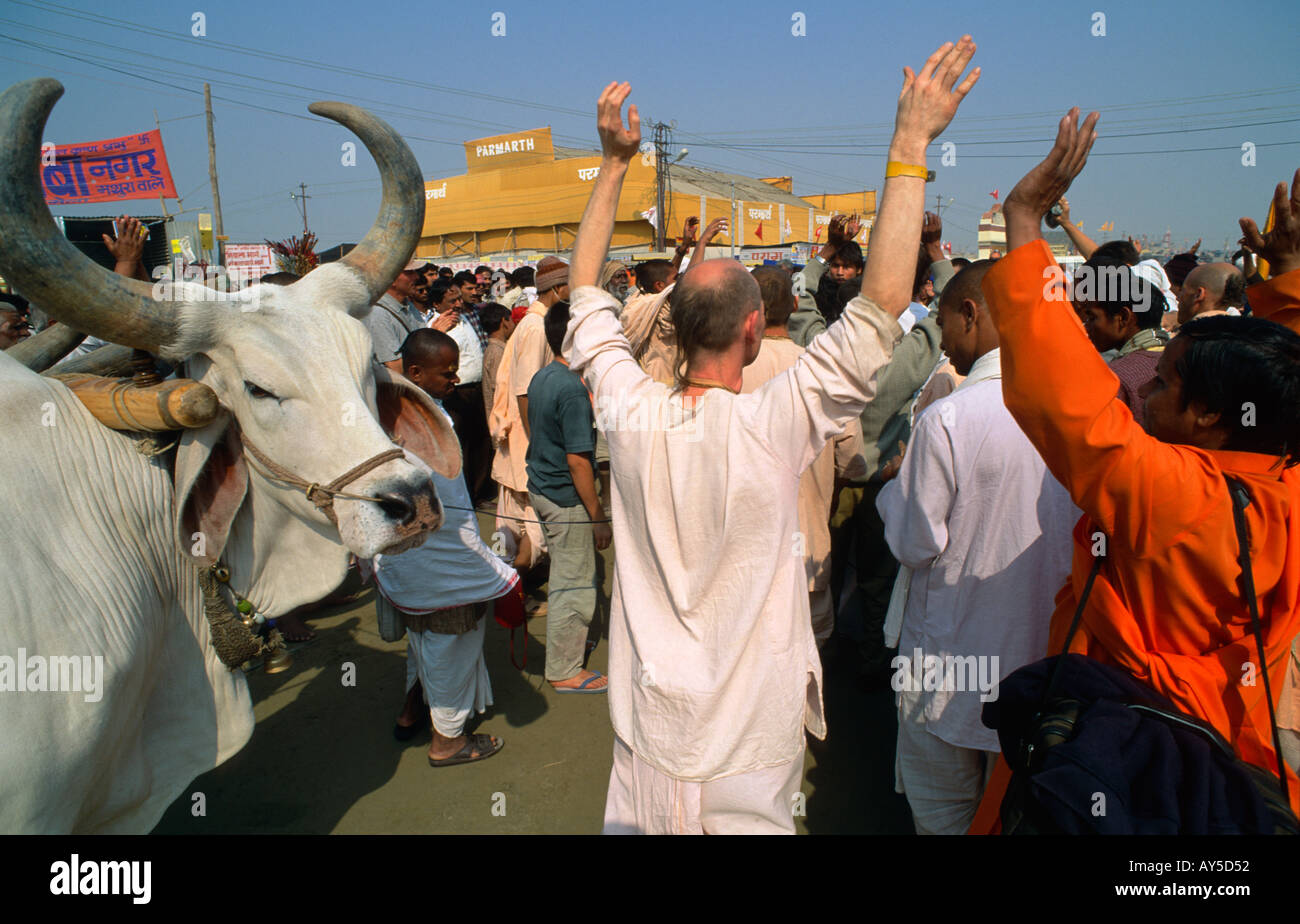 Disciples occidentaux du mouvement Hare Krishna en procession avec un grand boeuf, Maha Kumbh Mela, Allahabad, Uttar Pradesh, Inde Banque D'Images