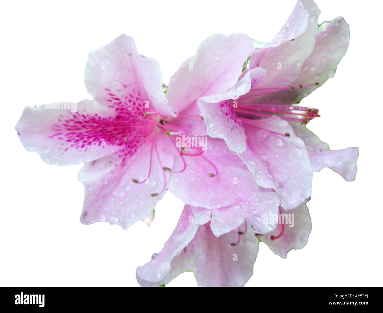 White purple pink Azalea blossom cluster Banque D'Images