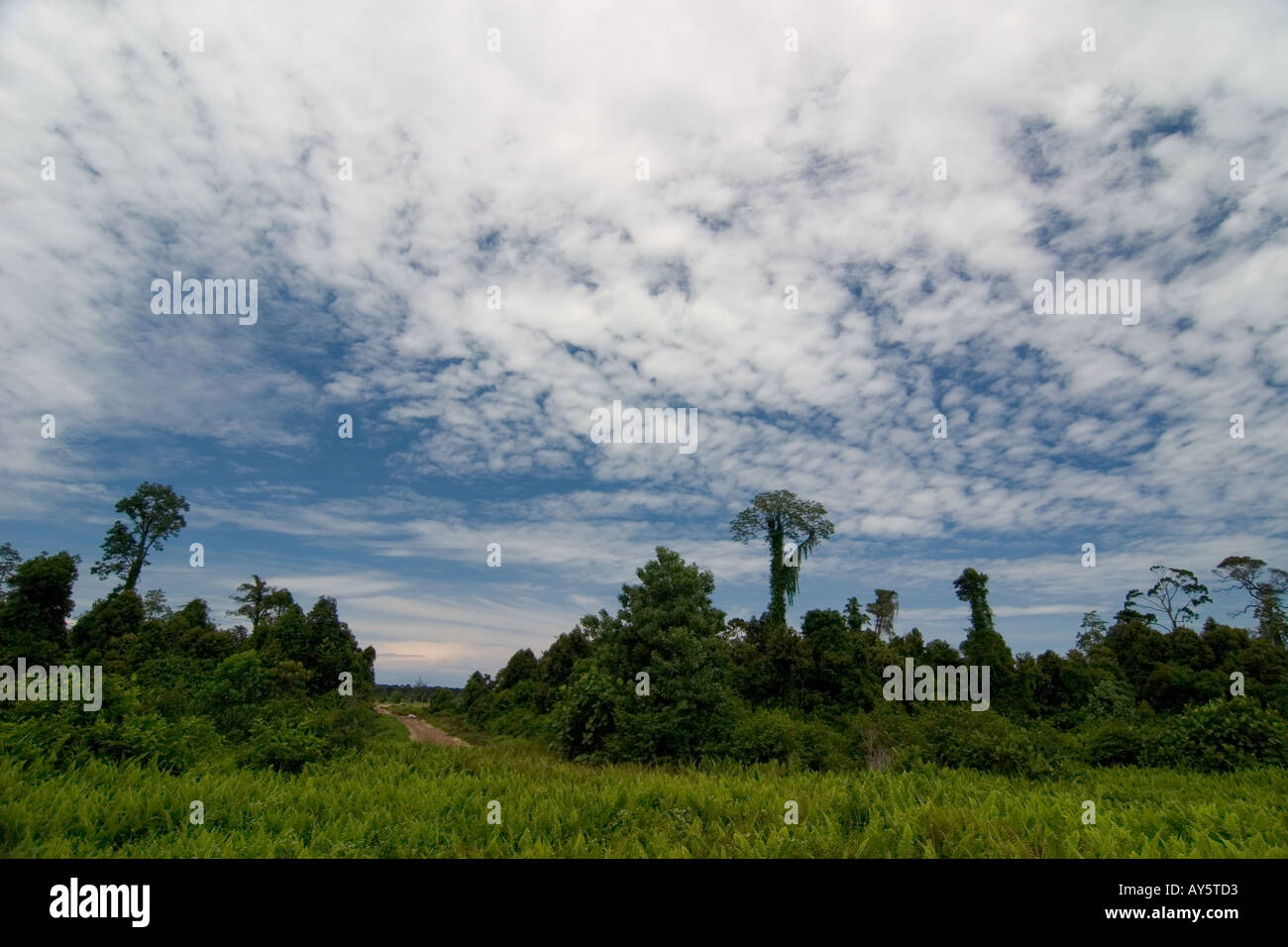 La forêt tropicale luxuriante de Bornéo , Asie du Sud Est Banque D'Images
