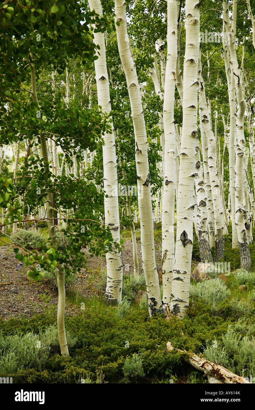 Quaking tremble tremuloides', 'populeuse Fishlake National Forest. Banque D'Images