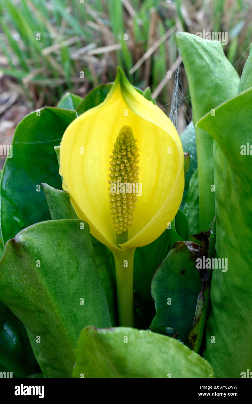 LYSICHITON AMERICANUS LYSICHITON AGA Banque D'Images