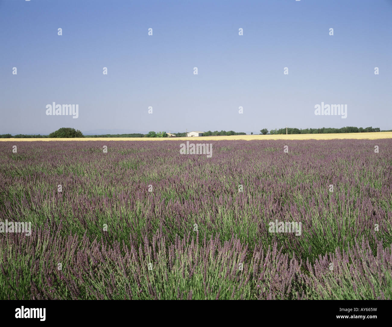 Photo Libre De Droit De Plusieurs Grands Jaune Tournesol
