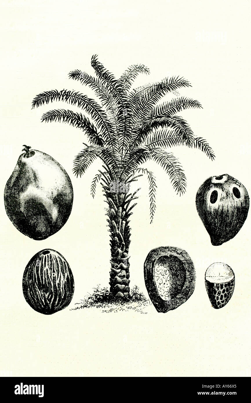 Cocotier et de fruits. Illustration d'antiquités. 1890 Banque D'Images