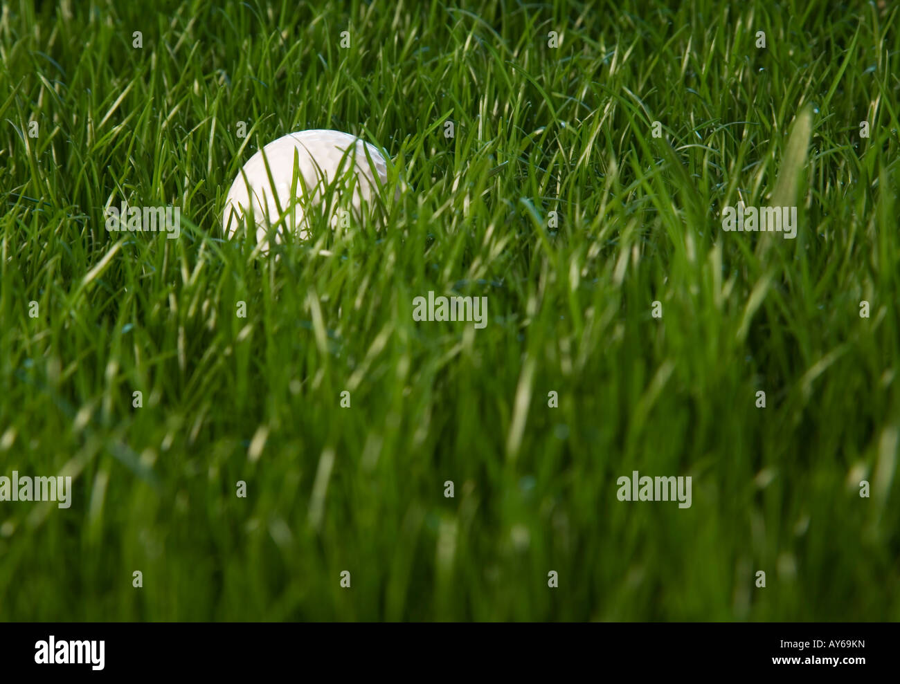 Une balle de golf qui a été perdu dans l'herbe rugueuse Banque D'Images