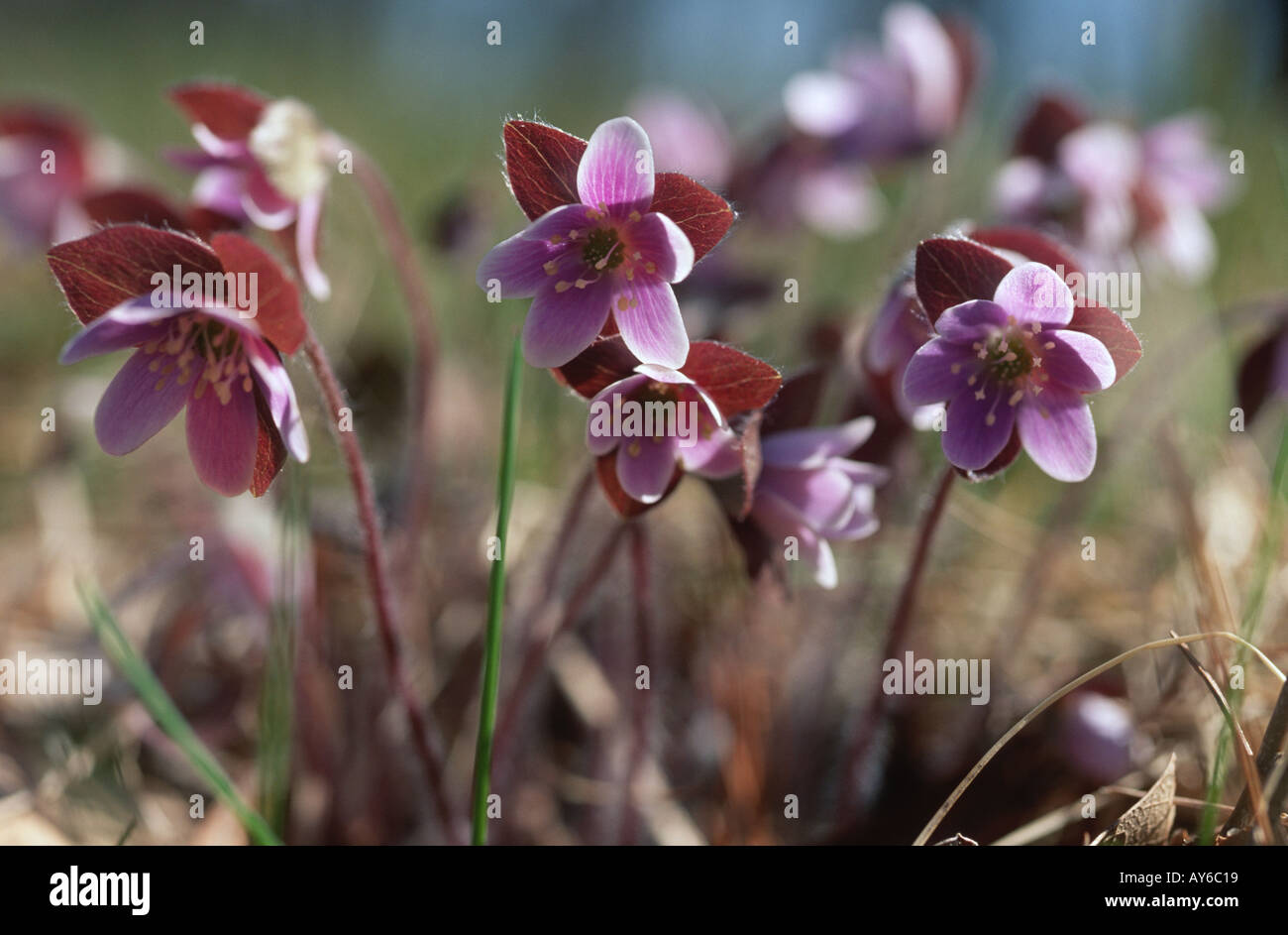 Woodsie ronde hepatica americana avril New Hampshire USA Banque D'Images