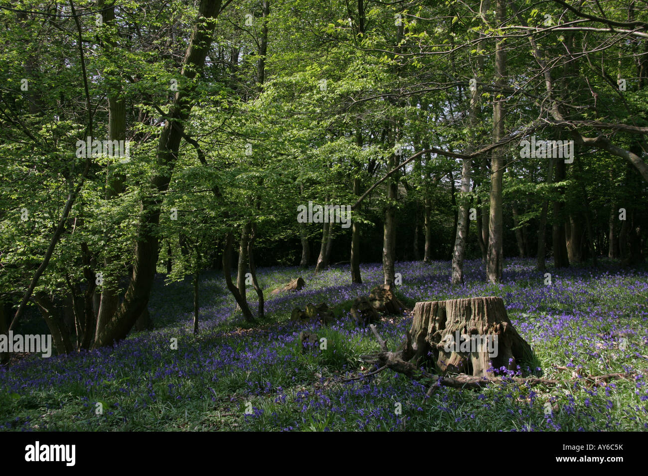 Beau bois bluebell avec tapis de jacinthes des bois au printemps la lumière Banque D'Images