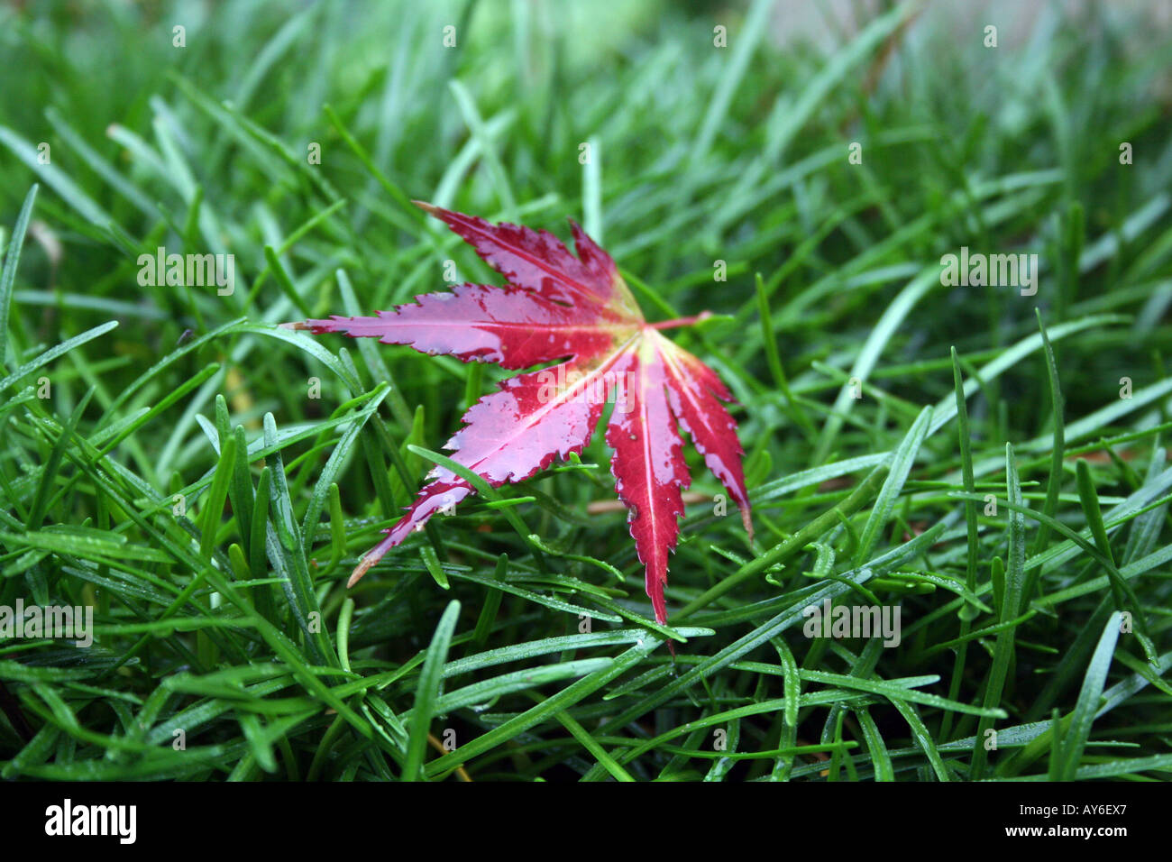 Feuille d'érable japonais rouge humide sur l'herbe Banque D'Images