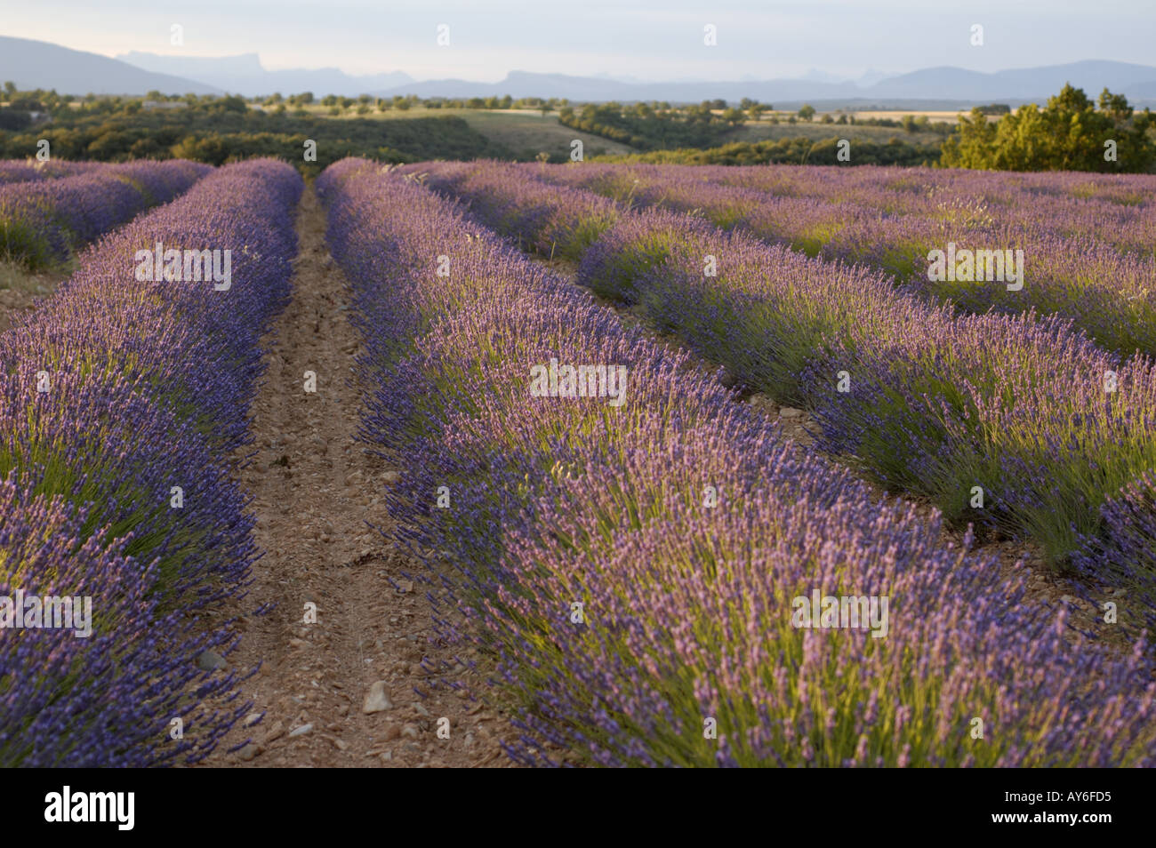 France Provence Valensole un champ de lavande au coucher du soleil avec les montagnes des Alpes Banque D'Images