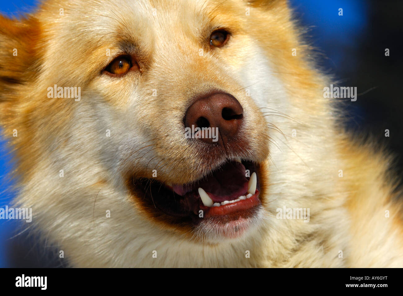 Groenland chien, chien de traineau Banque D'Images