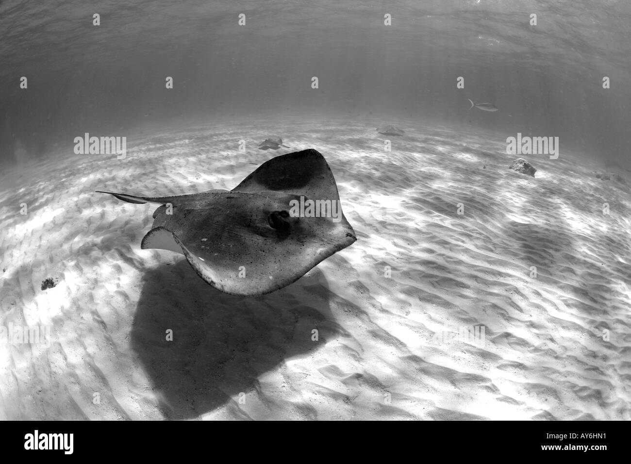 Noir et blanc PORTRAIT DRAMATIQUE D'UNE STINGRAY SUD DASYATIS AMERICANA STINGRAY CITY GRAND CAYMAN Banque D'Images