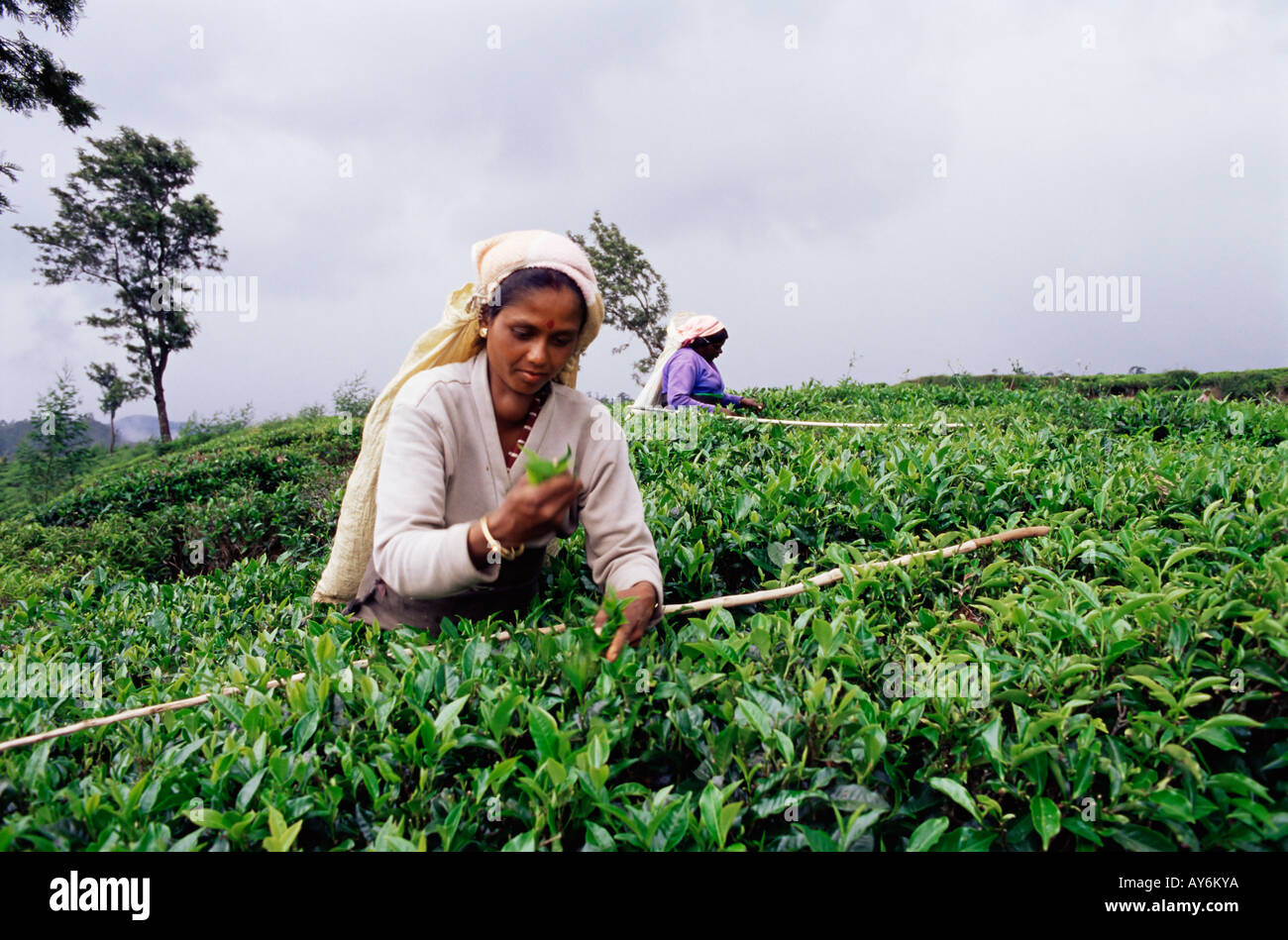 Woman picking plateau au Sri Lanka Banque D'Images