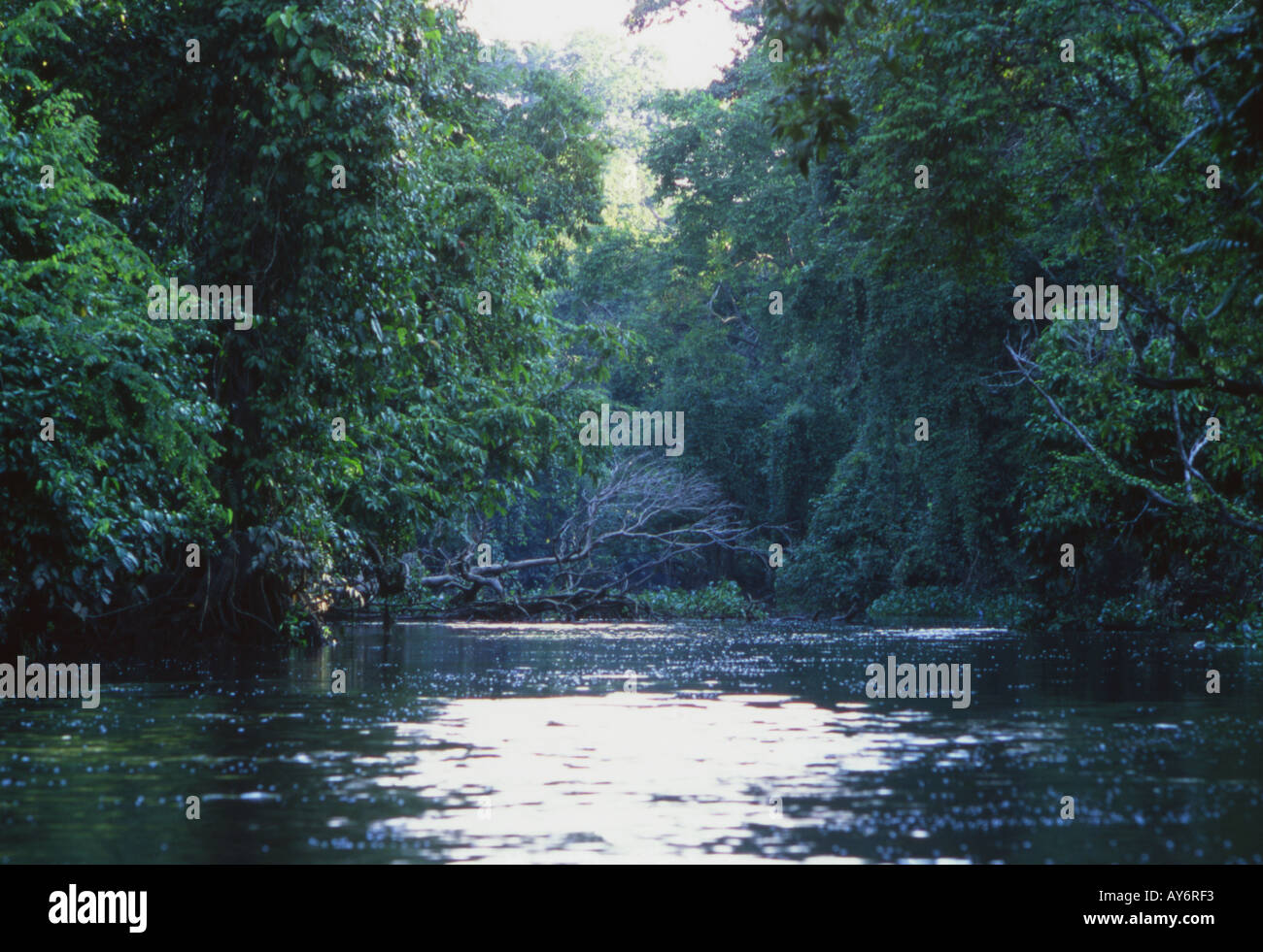 Sungai Menggul affluent de la rivière Kinabatangan Bornéo Malaisie Banque D'Images