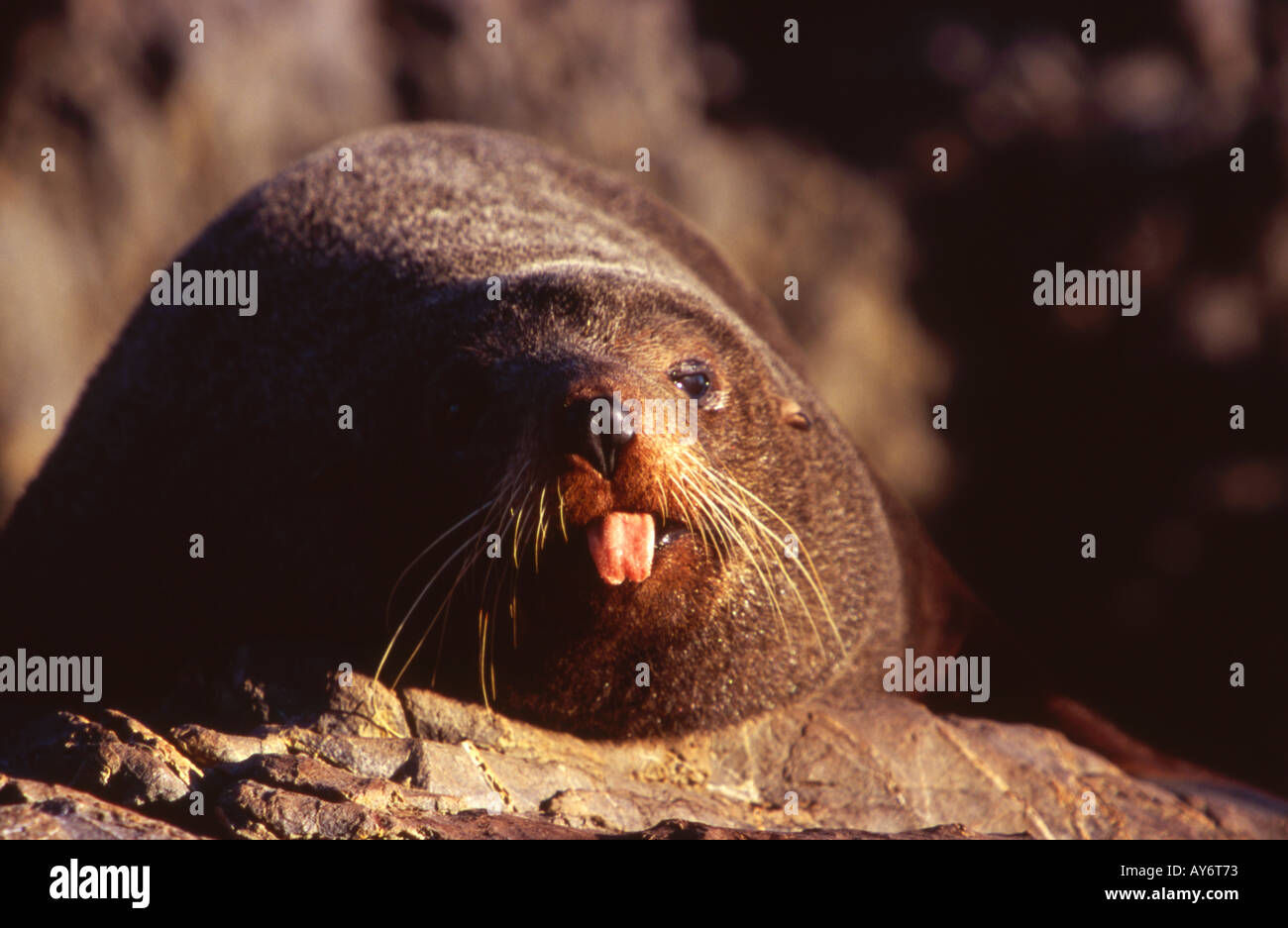 New Zealand fur seal sticking out tongue Arctocephalus forsteri Sinclair Head Île du Nord Nouvelle-zélande Banque D'Images