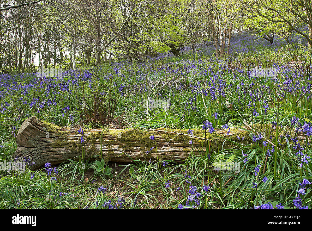 Bluebell bois Banque D'Images