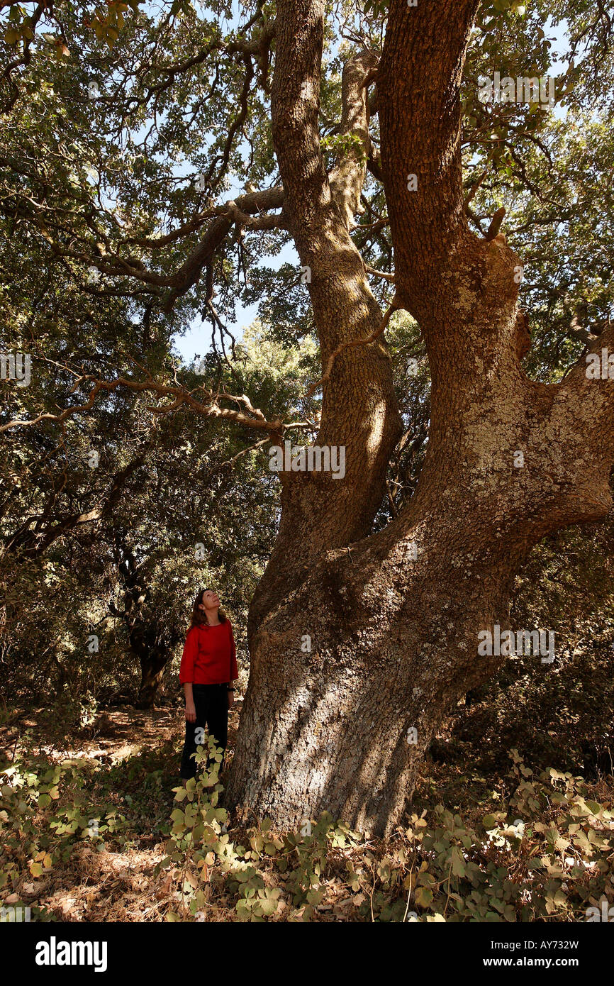 Le plateau du Golan, le Mont Thabor Oak Quercus ithaburensis circassienne au cimetière près de Marom Hagolan Banque D'Images