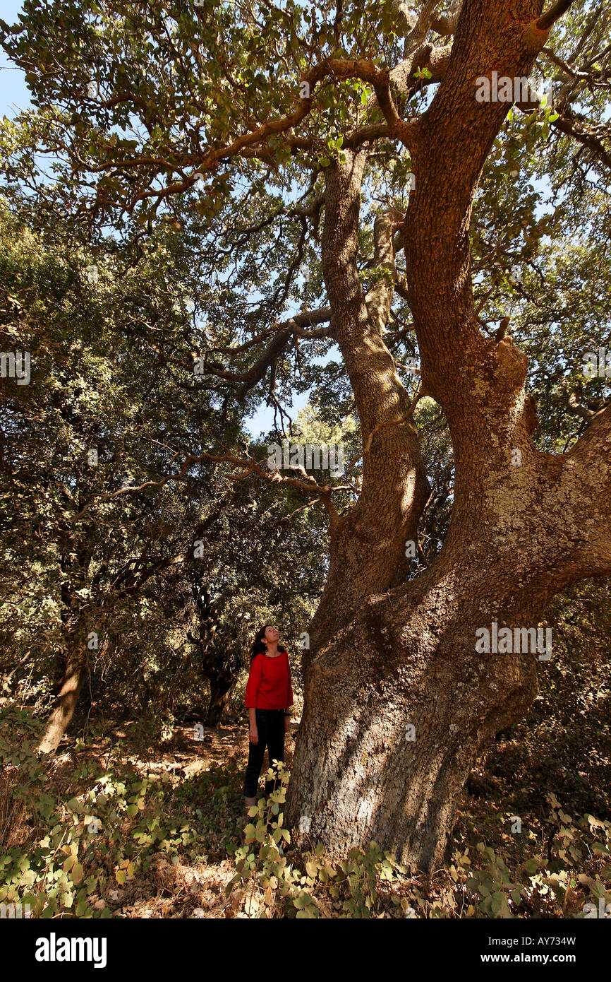 Le plateau du Golan, le Mont Thabor Oak Quercus ithaburensis circassienne au cimetière près de Marom Hagolan Banque D'Images