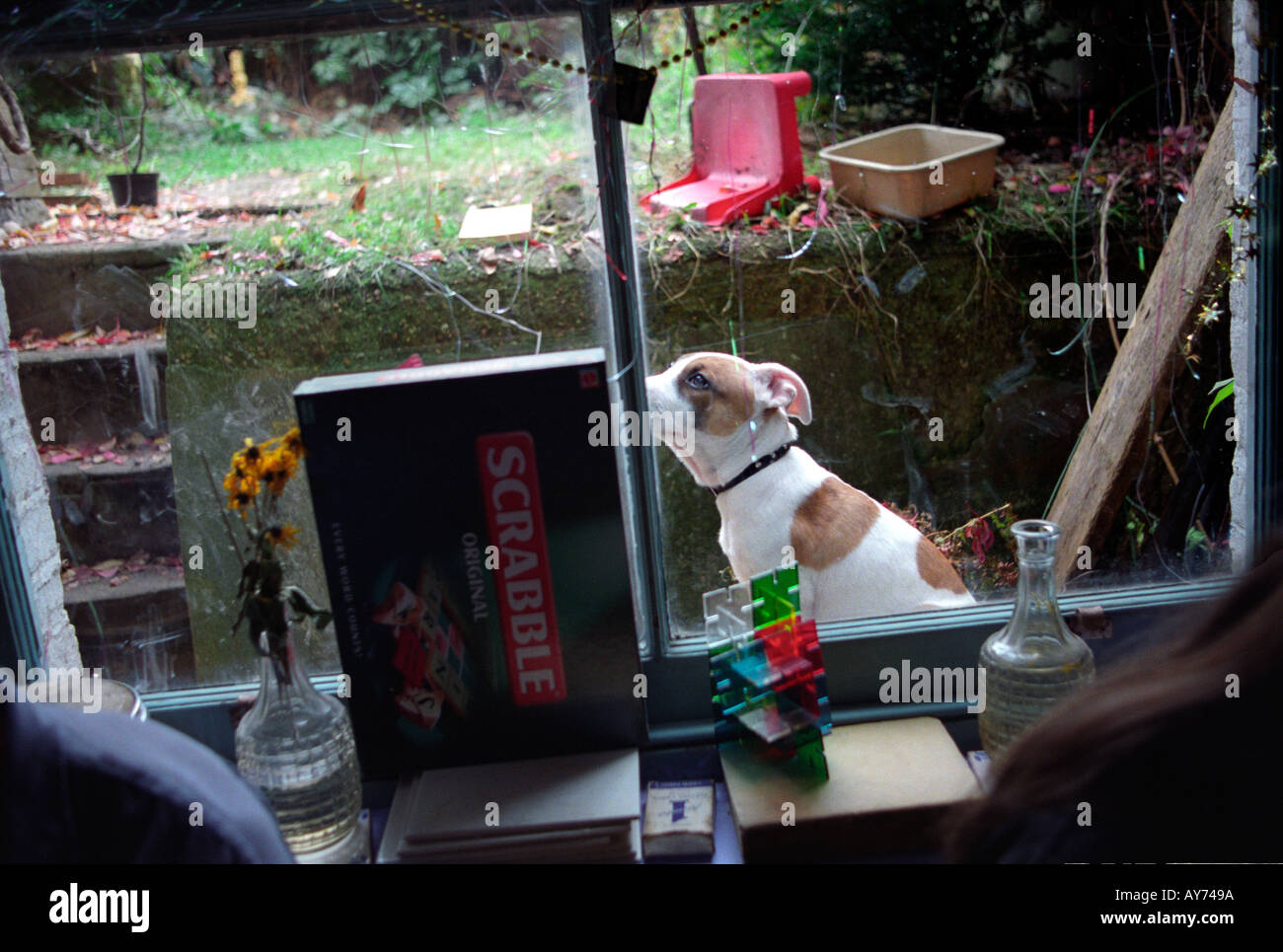 Jeune chiot Staffordshire assis sur le rebord de la vitre à Saint Agnes Lieu squat dans le sud de Londres. Banque D'Images Jeune chiot Staffordshire assis sur le rebord de la vitre à Saint Agnes Lieu squat dans le sud de Londres. Banque D'Images