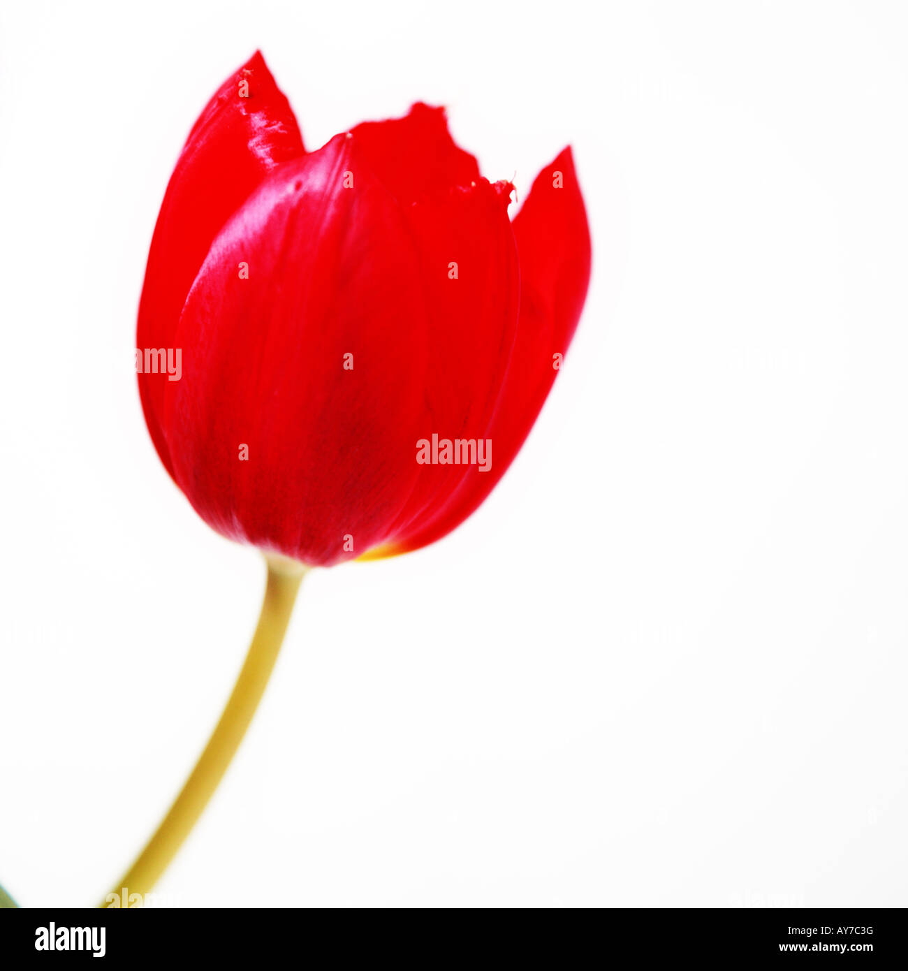 Tulipes rouges sur fond blanc Banque D'Images