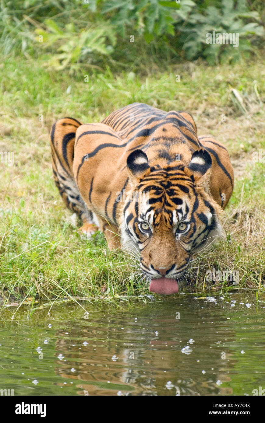 Tigre de Sumatra est l'eau potable (Panthera tigris sumatrae) Banque D'Images