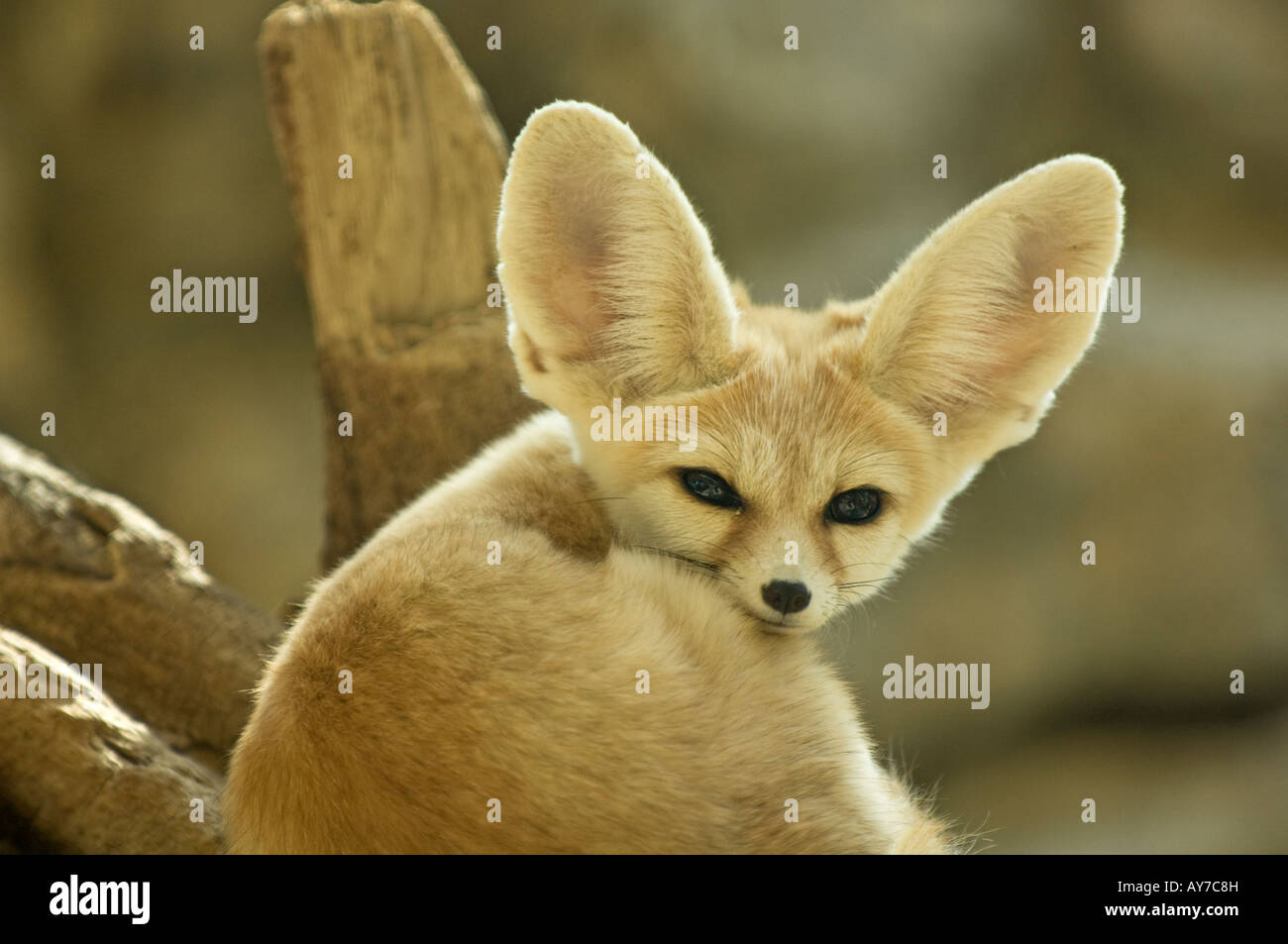 Fennec Fennecus zerda (Fox) Banque D'Images