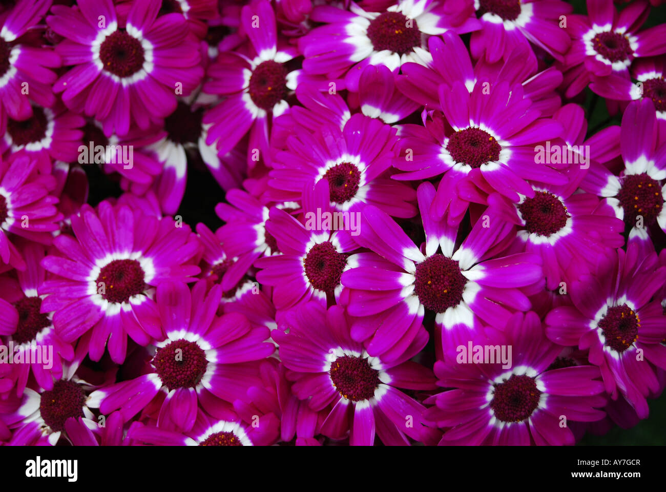 Deux couleurs bouquet de fleurs de printemps Banque D'Images