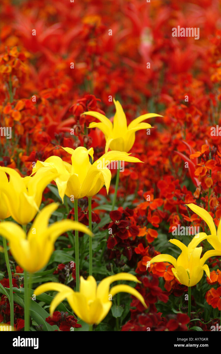 FLEURS D’ÉTÉ Banque D'Images