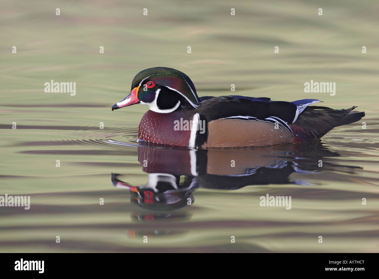 Un mâle canard branchu natation, San Diego, California, USA Banque D'Images