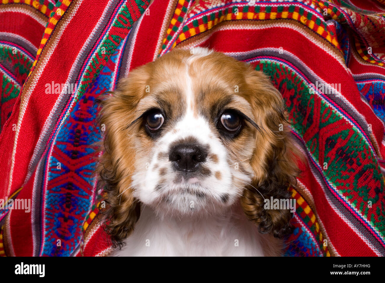 Chiot Cocker Banque D'Images