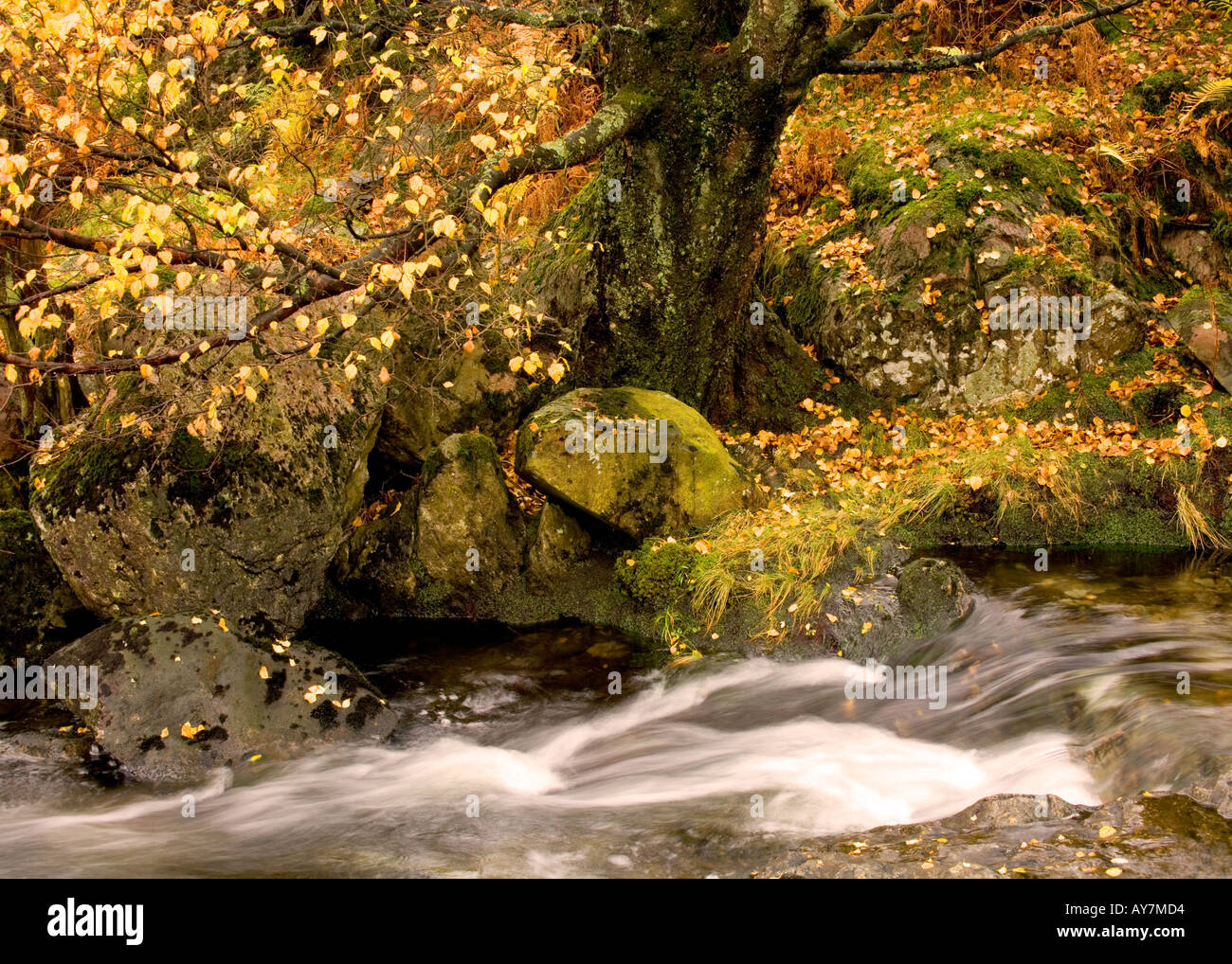 Ruisseau de montagne, Sourmilk Gill, dans le district du lac s'écoulant dans la forêt dans l'automne sur sa façon de Easedale Tarn Banque D'Images