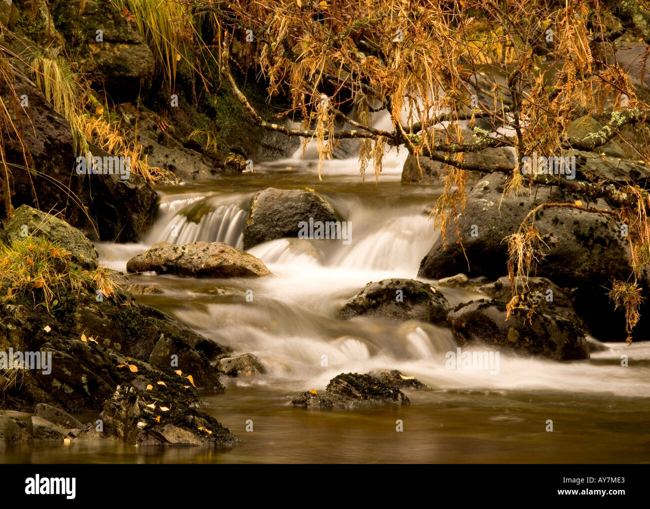 Ruisseau de montagne, Sourmilk Gill, dans le district du lac s'écoulant dans la forêt dans l'automne sur sa façon de Easedale Tarn Banque D'Images