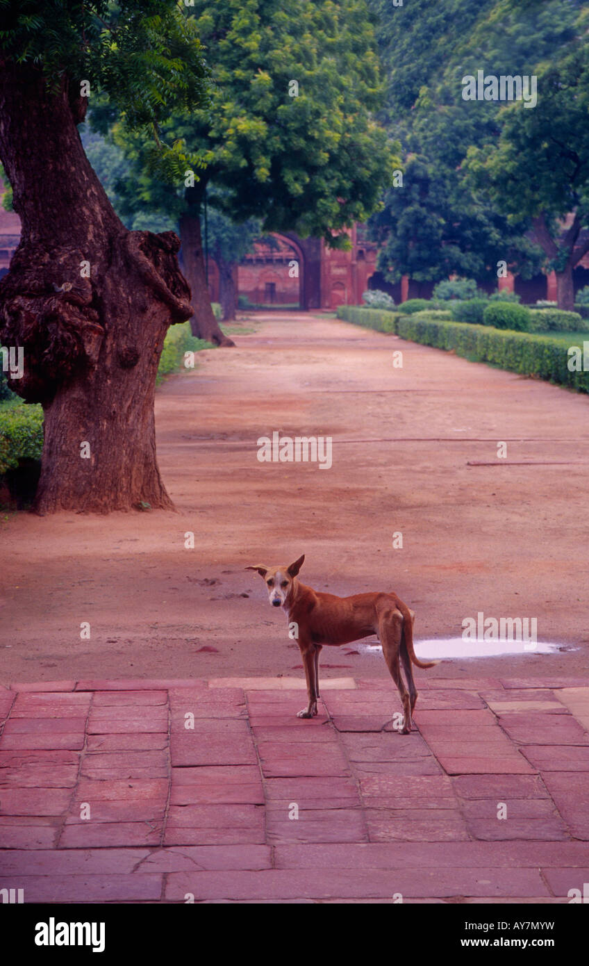 Fort d'Agra Inde chien Banque D'Images