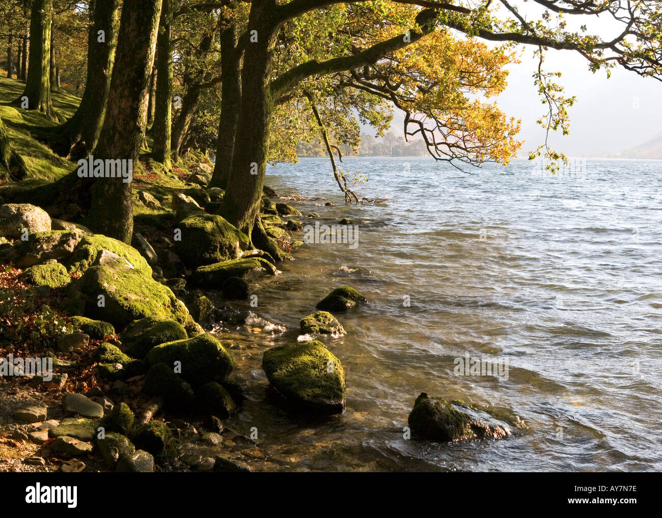 Buttermere, Lake District, Cumbria. La rive orientale de la lande dans le Lake District, Cumbria, à l'automne. Pike Rigg bois Banque D'Images