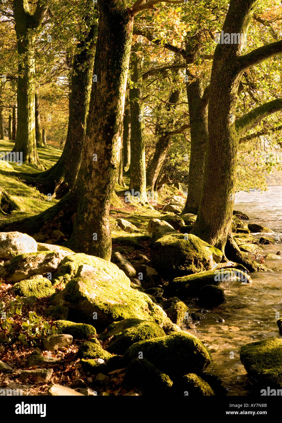 Buttermere, Lake District, Cumbria la rive orientale de la lande dans le Lake District, Cumbria, à l'automne. Pike Rigg bois Banque D'Images