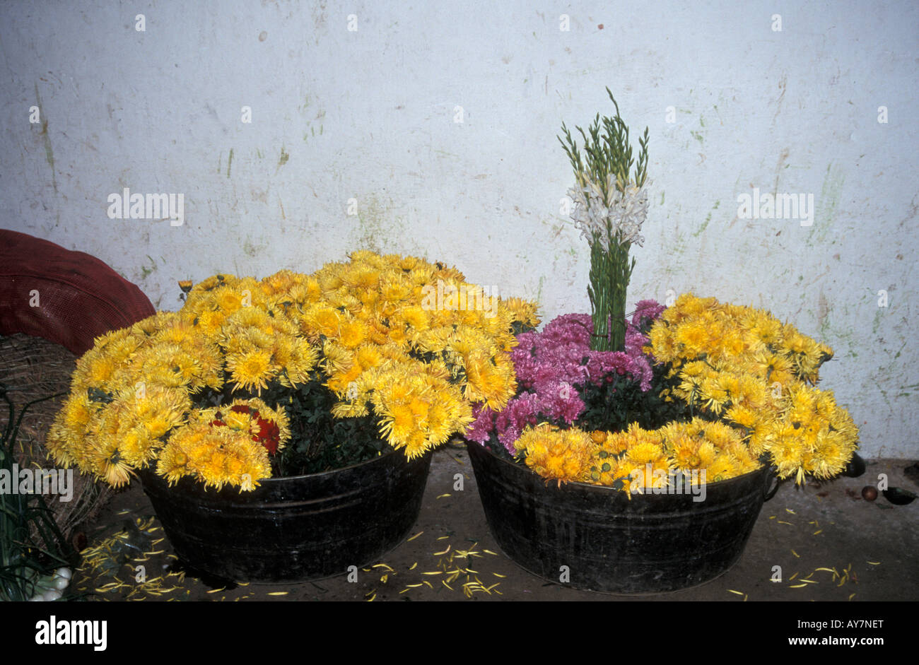 Fleurs jaune en vente au marché de Zunil, près de la ville de Quetzaltenango, Guatemala Banque D'Images