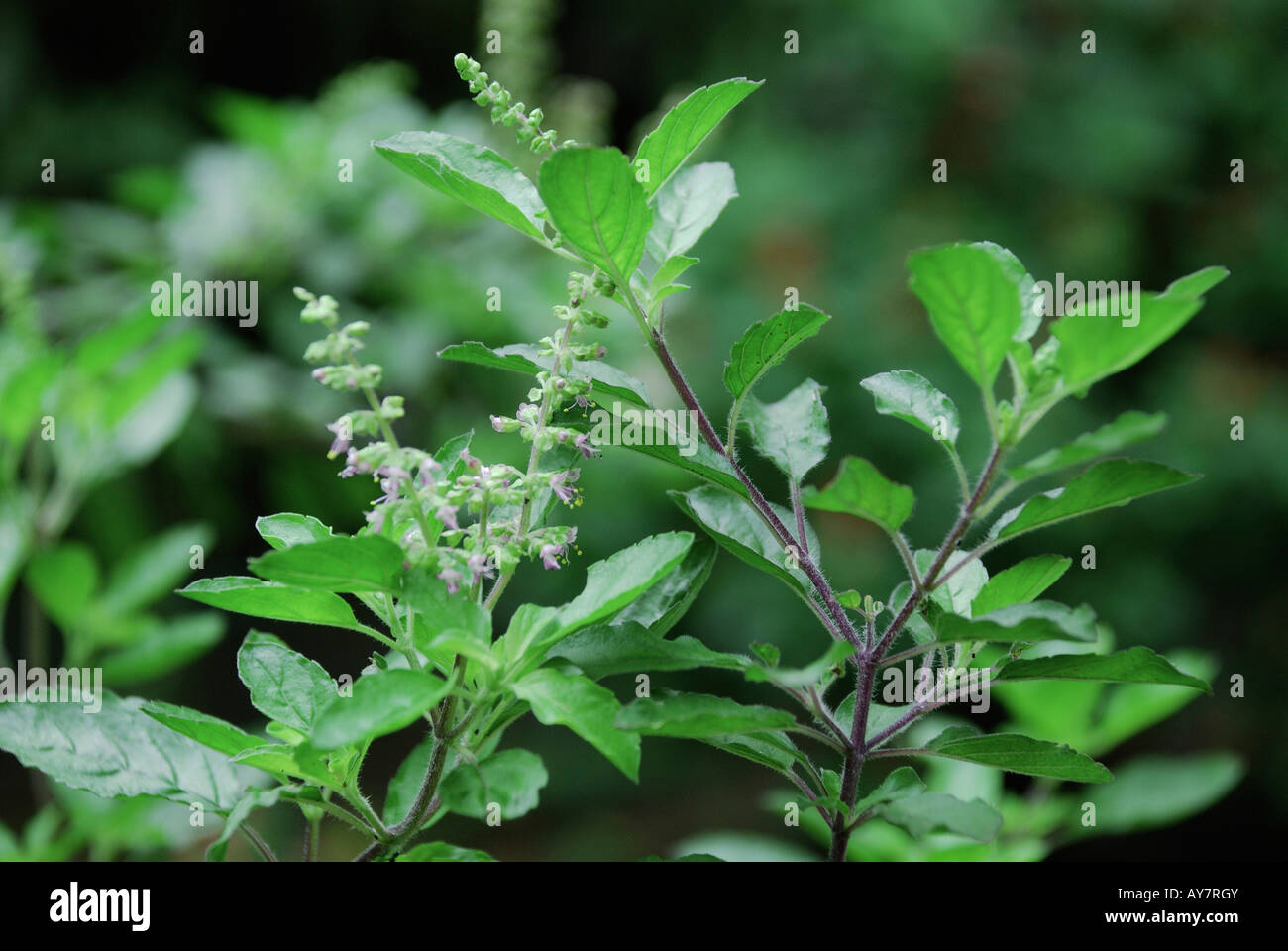 Plante Tulsi ou basilic sacré Ocimum sanctum Tulasi Tulsi ou basilic sacré possède à la fois les médicaments et l'importance spirituelle de l'Inde Banque D'Images