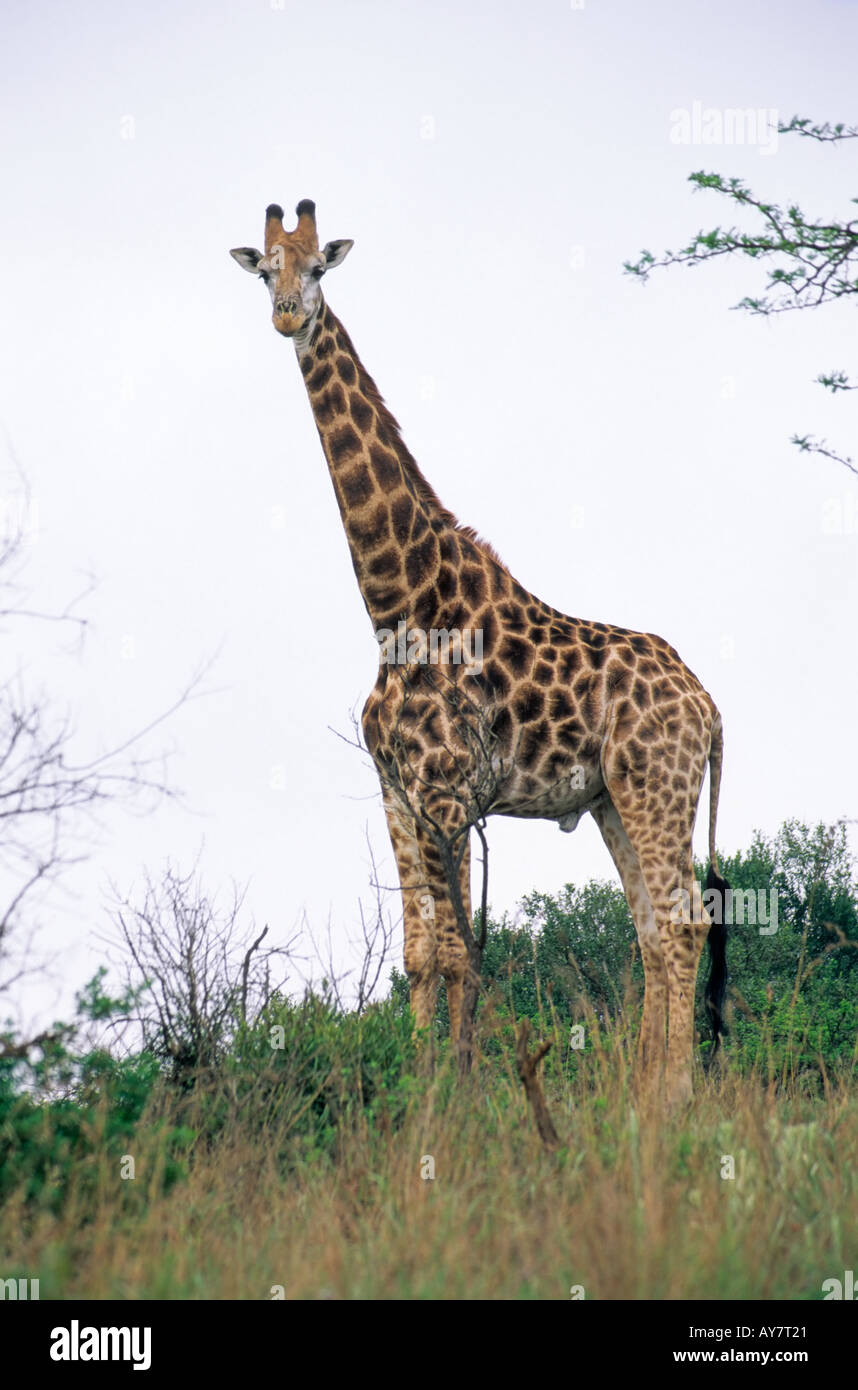Girafe giraffa camelopardis sud, giraffa (Giraffa camelopardalis giraffa) ou Itala, National Park, Afrique du Sud Banque D'Images