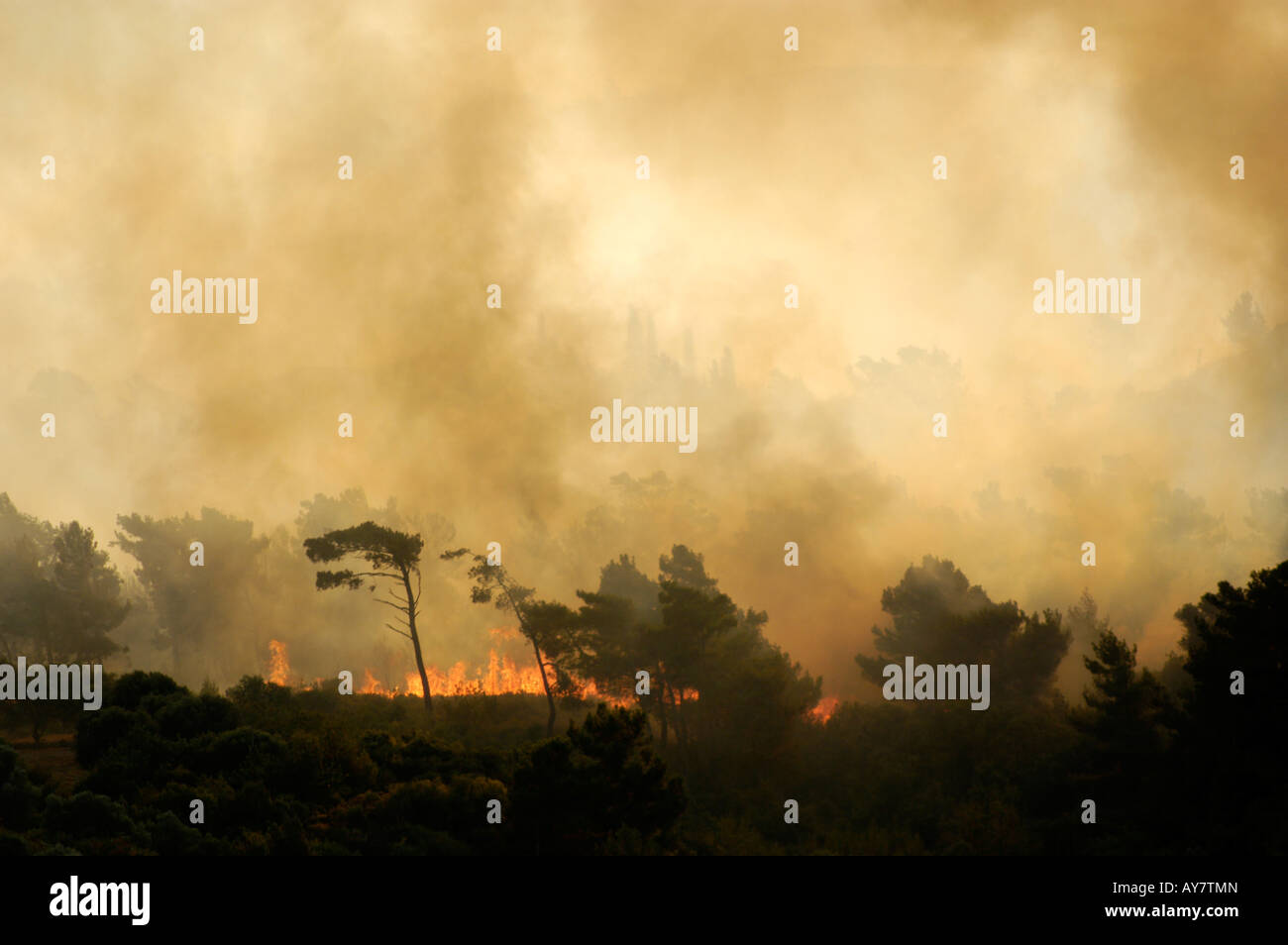 Forêt en Grèce le 08 juillet 2007 le feu sur l'île de Samos, dans la zone entre Mitilini et Égine. Banque D'Images