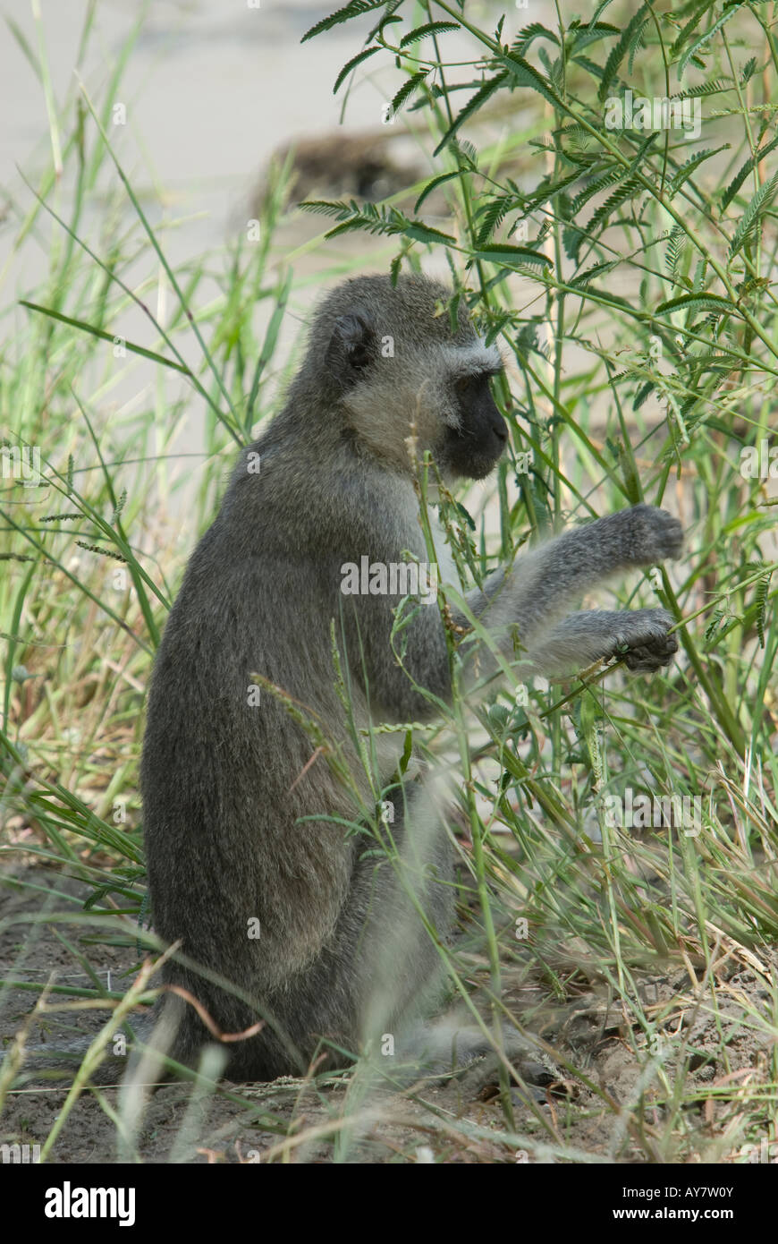 Un singe assis et à la recherche de nourriture Banque D'Images