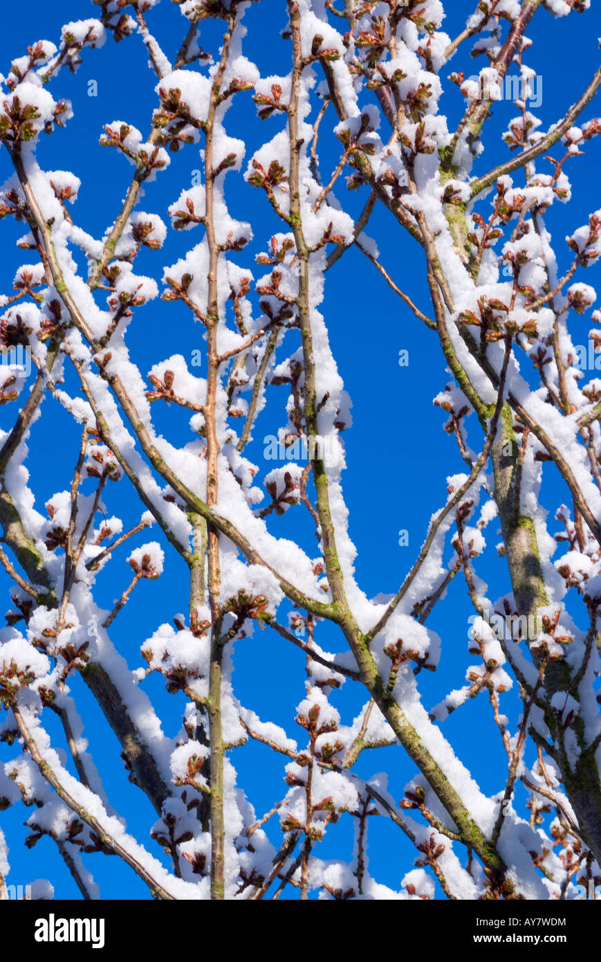 Rare neige de printemps des bâtons pour Flowering Cherry des branches d'arbre dans un jardin dans Cheshire England United Kingdomscenic Banque D'Images