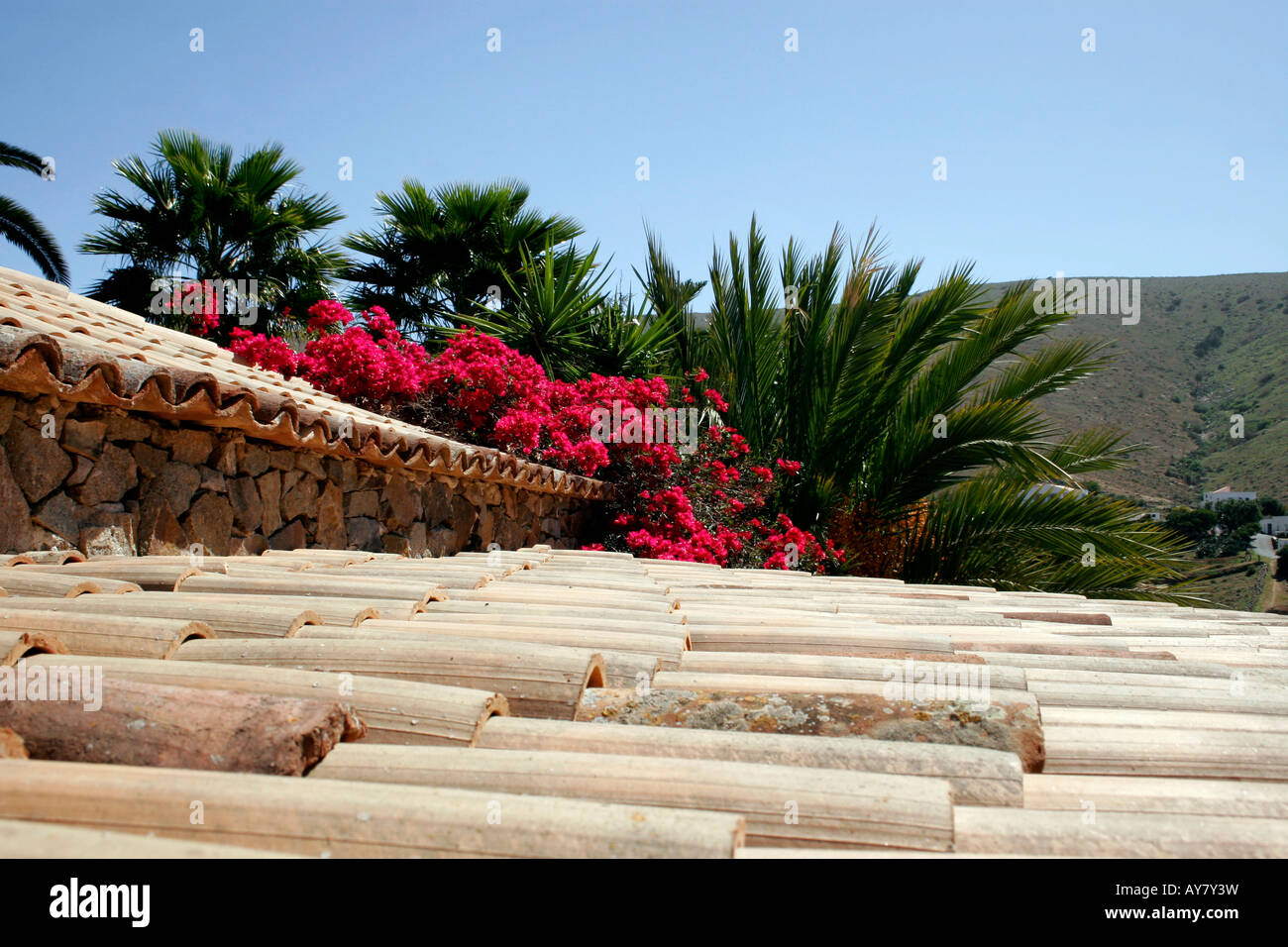 De bougainvilliers et de palmiers à travers un toit en terre cuite Banque D'Images