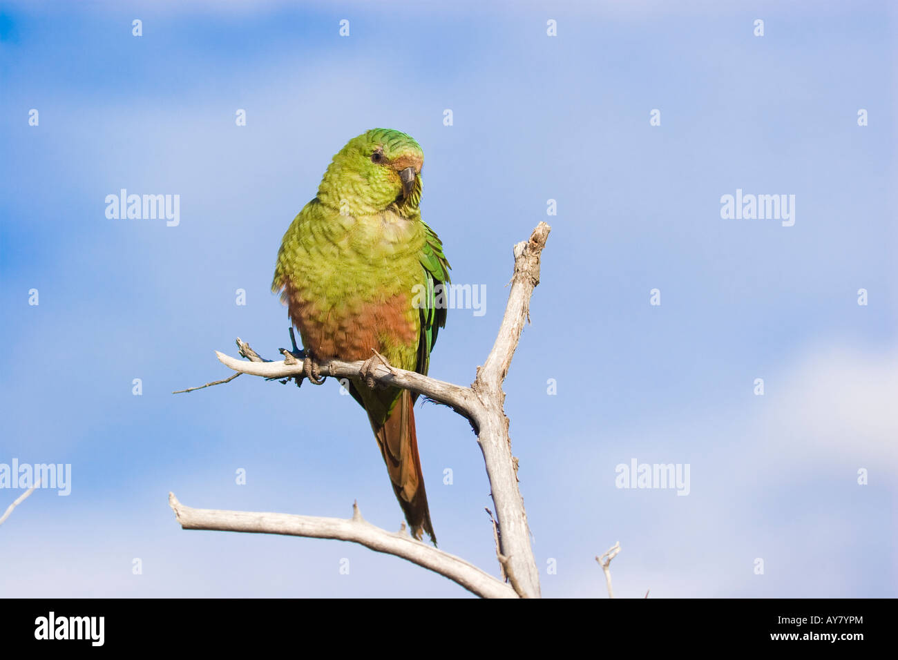 Perruche (Austral Austral ou Conure aussi Perruche Émeraude), Parc National Torres del Paine, Patagonie, Chili Banque D'Images